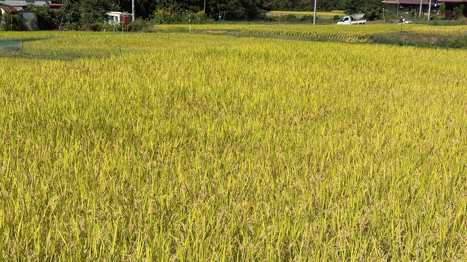 稲穂が黄金色に色づいていました