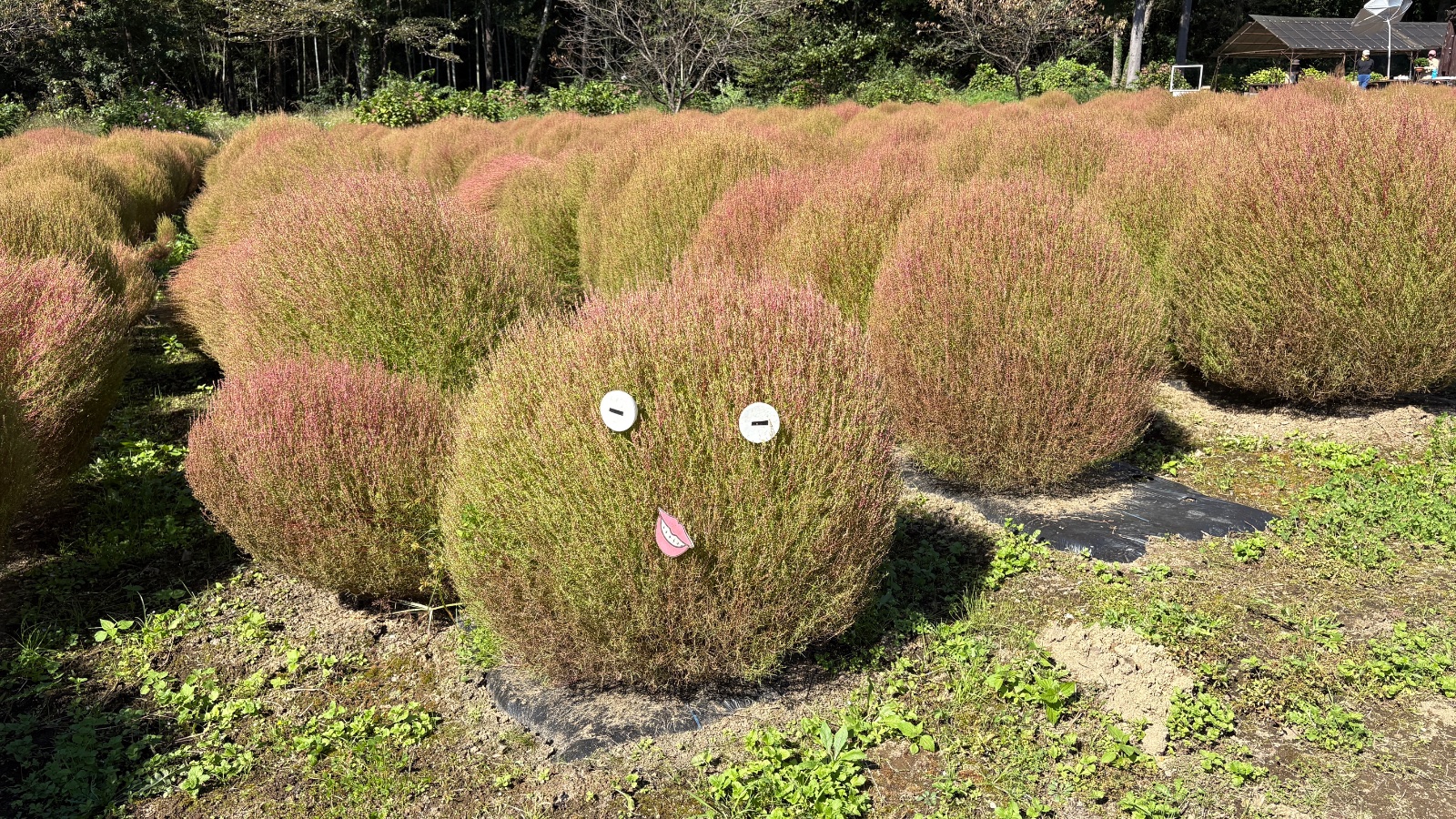 お祭りの前日、伊賀野の花畑に行ってきました
