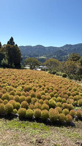 伊賀野の花畑 前日の様子5