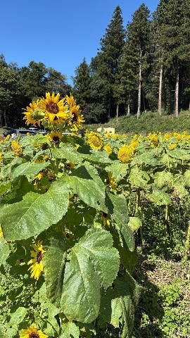 伊賀野の花畑 前日の様子9