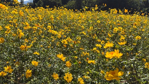 伊賀野の花畑 前日の様子10
