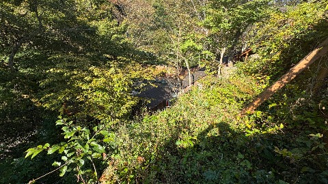 建物のまわりの木々