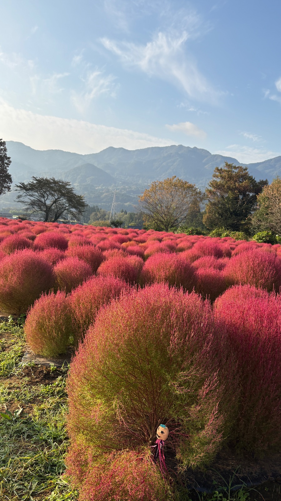 伊賀野の花畑のはじまり　最初にコキアを植えた方に聞きました